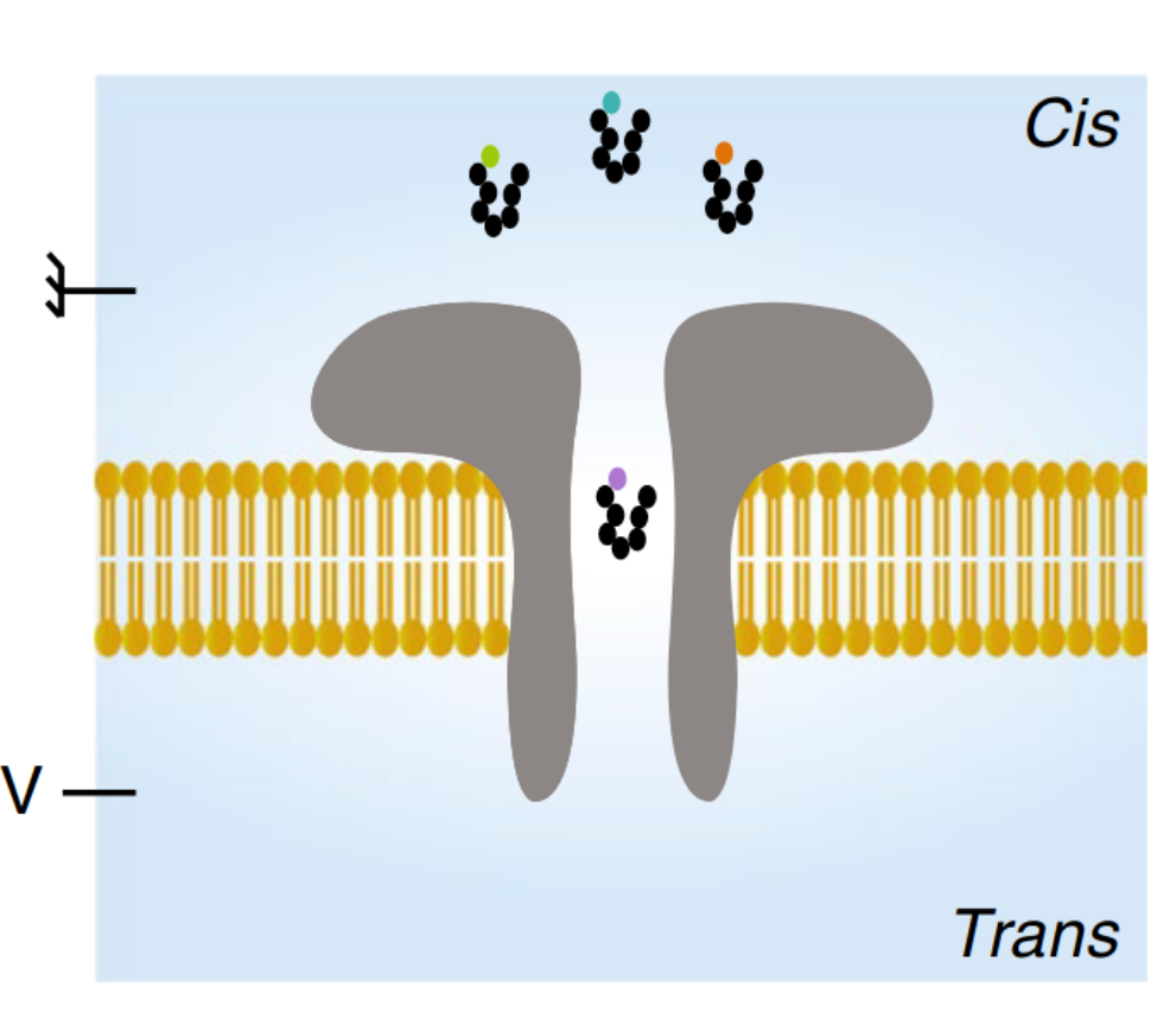 Translocation of peptides through an aerolysin nanopore